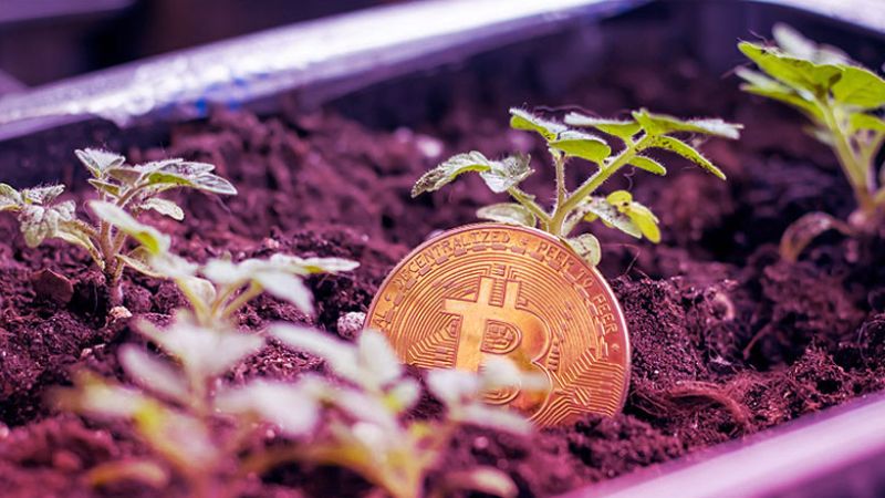 Plant a (Crypto) Seed and Watch it Grow … or Perish. - MegaCrypto News Coverage